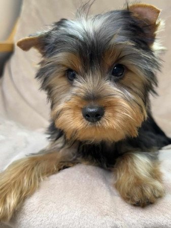 Yorkshire terrier