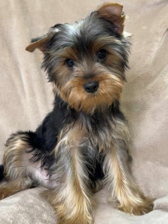 Yorkshire terrier
