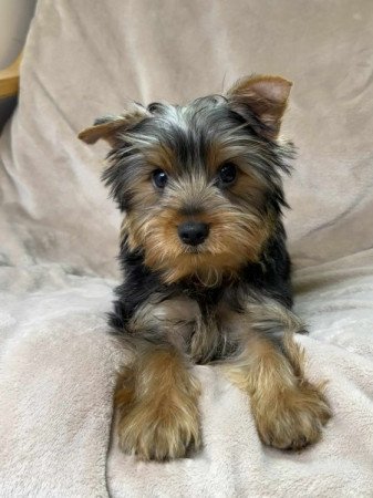 Yorkshire terrier