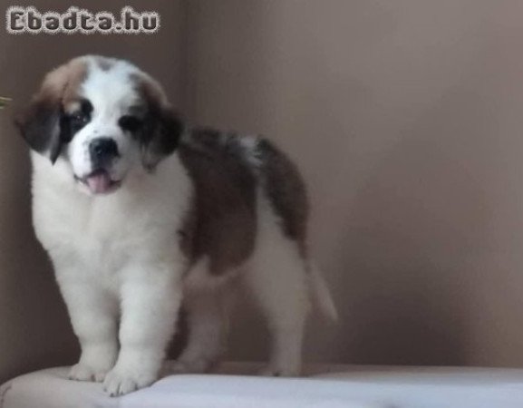 Eladó Bernáthegyi Kiskutyák