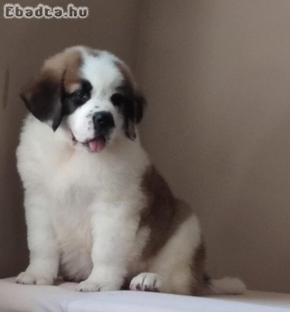 Eladó Bernáthegyi Kiskutyák