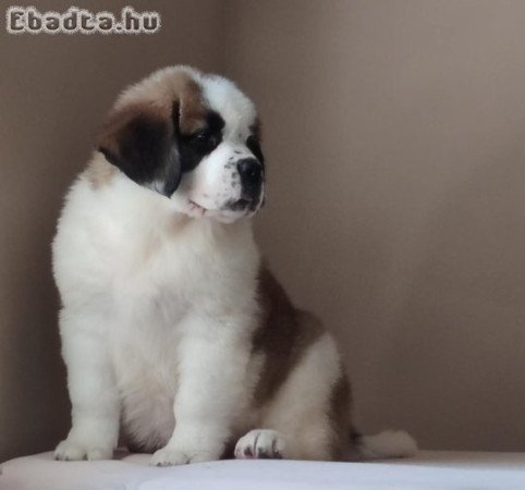 Eladó Bernáthegyi Kiskutyák