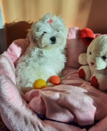 Bichon Havanese