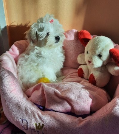 Bichon Havanese