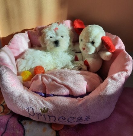 Bichon Havanese