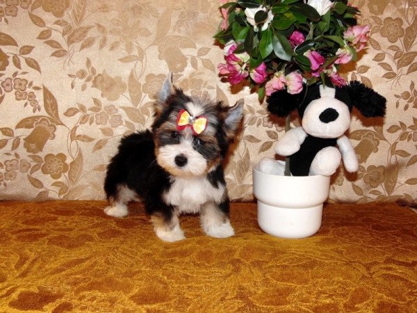 Biewer Yorkshire Terrier Yorki