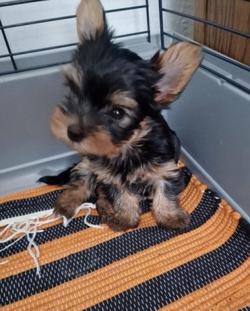 Yorkshire terrier