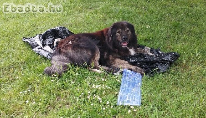 4 éves kaukázusi kan tapasztalt gazdához elvihető.