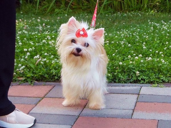 Yorkshire Terrier, Yorki