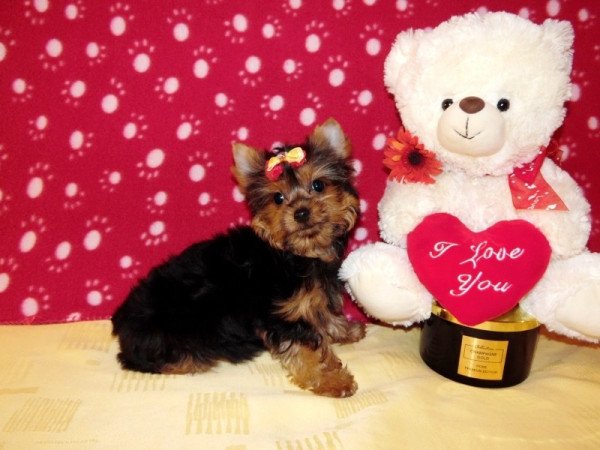 Yorkshire Terrier Yorki