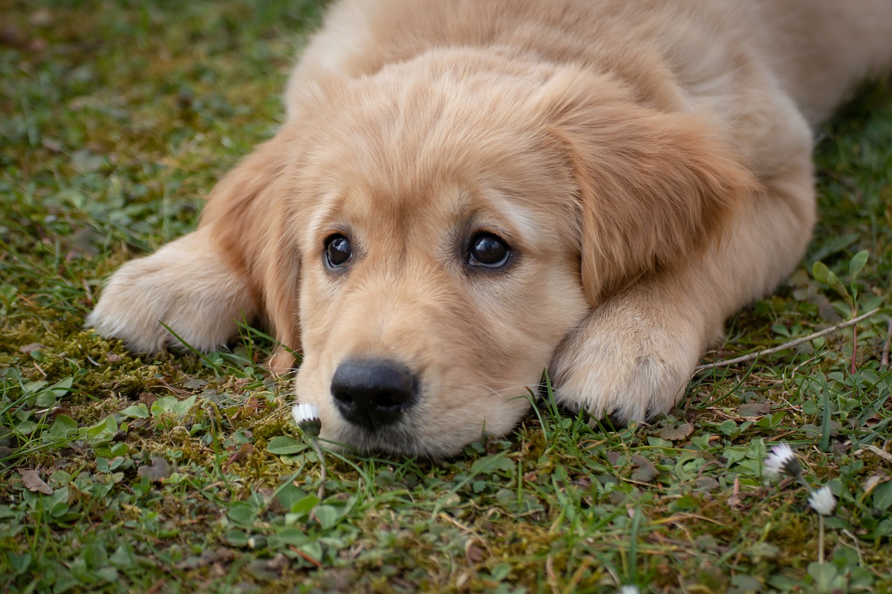 Videón, ahogy a labrador megmenti az őzikét