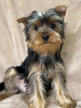 Yorkshire terrier