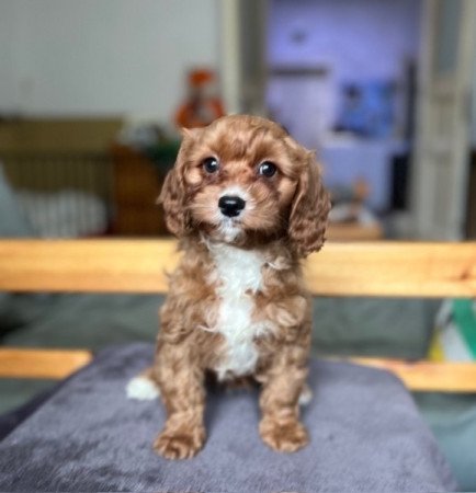 Cavalier King Charles spániel x törpe uszkár