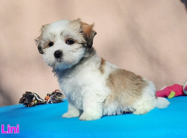 Bichon Havanese