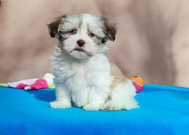 Bichon Havanese