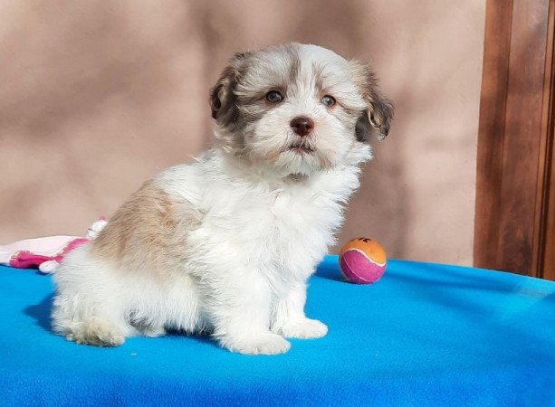 Bichon Havanese