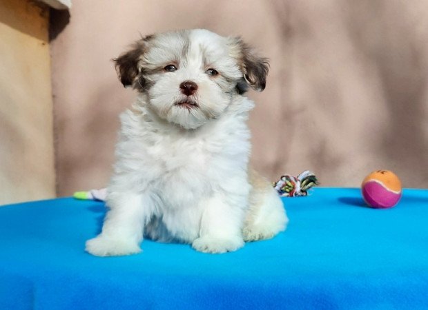 Bichon Havanese