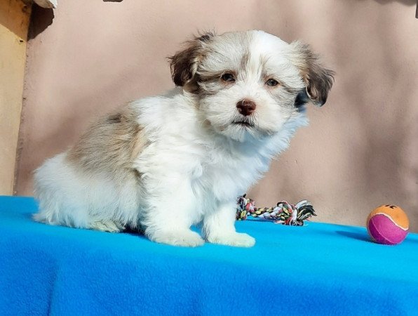 Bichon Havanese