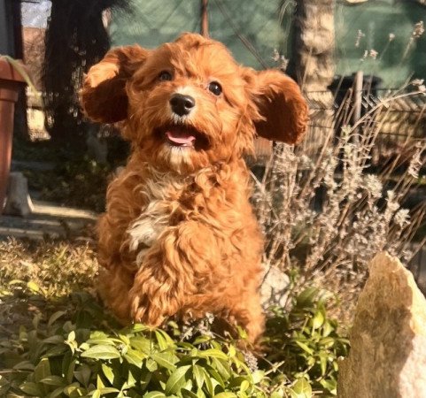 Cavalier King Charles spániel x uszkár