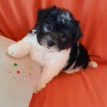 Bichon havanese