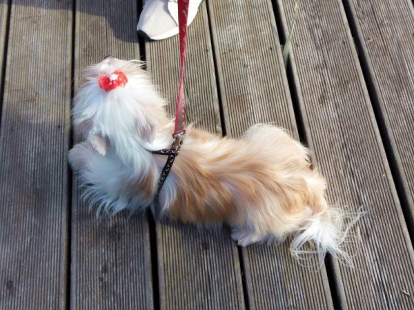 Yorkshire Terrier, Yorki