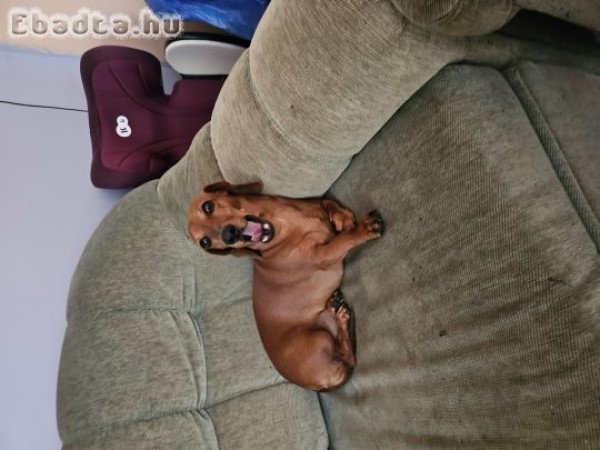 Tacskó gazdát keres