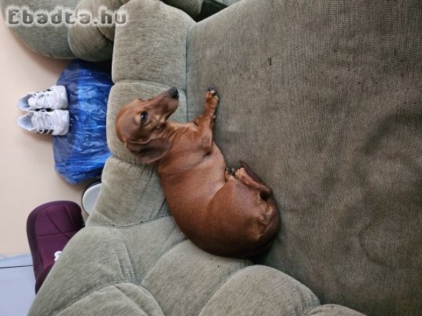 Tacskó gazdát keres