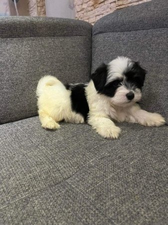 Bichon Havanese