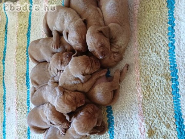 Eladó vizsla kiskutyák