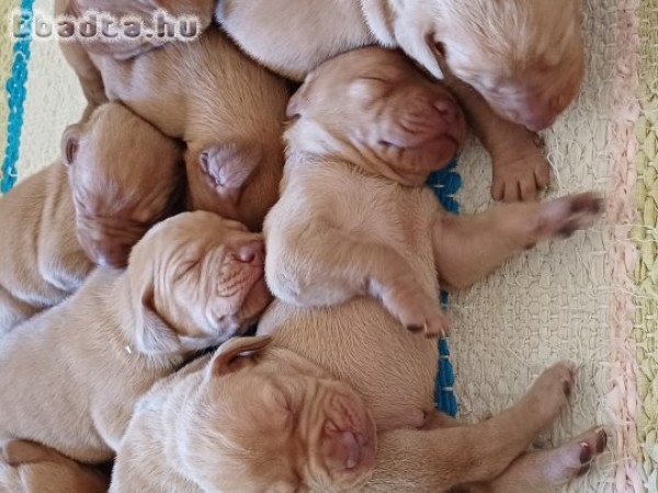 Eladó vizsla kiskutyák