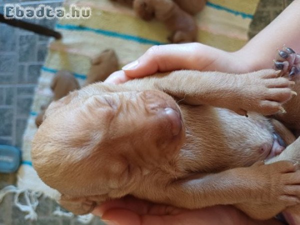 Eladó vizsla kiskutyák