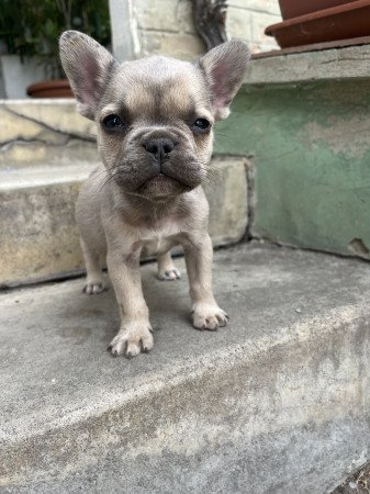 Eladó kan francia bulldog kiskutya