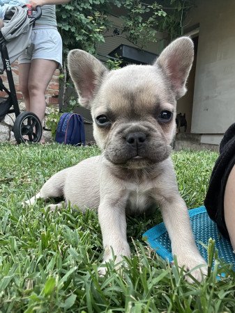 Eladó kan francia bulldog kiskutya