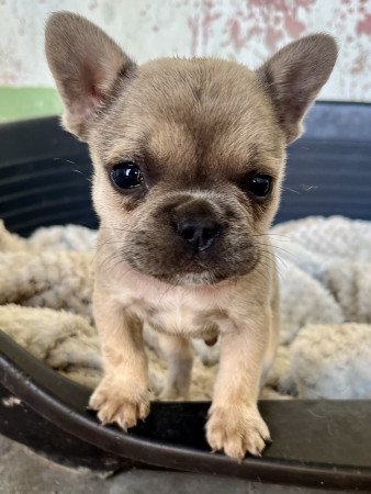 Eladó kan francia bulldog kiskutya