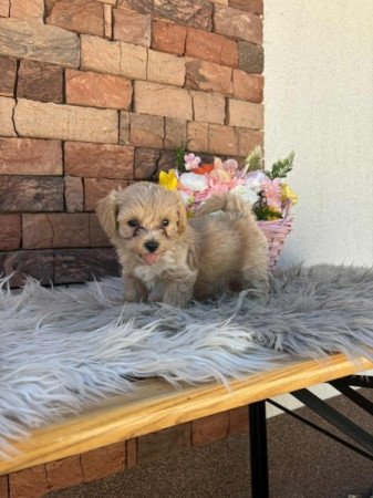 Maltipoo