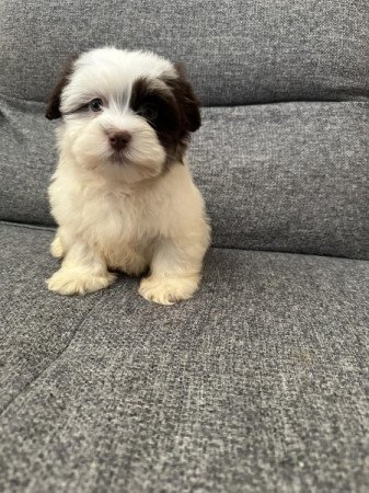 Bichon Havanese