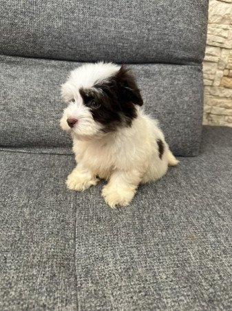 Bichon Havanese