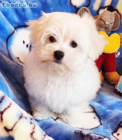 Gyönyörűszép  Bichon Havanese kiskutyák eladók