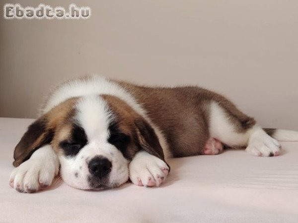 Bernáthegyi kiskutyák garanciásTenyészetből!