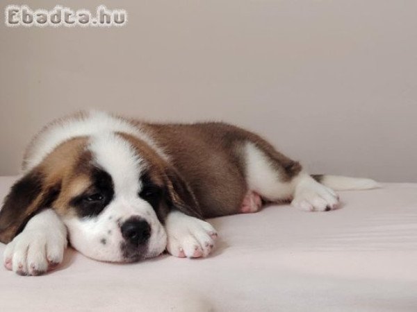 Bernáthegyi kiskutyák garanciásTenyészetből!