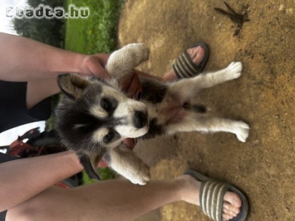 Husky kölyök eladó