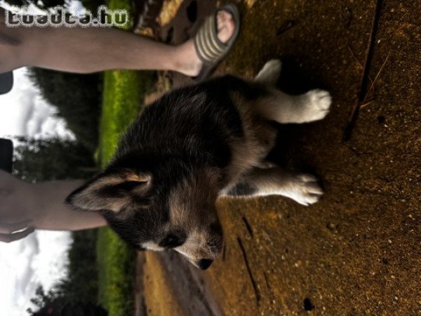 Husky kölyök eladó