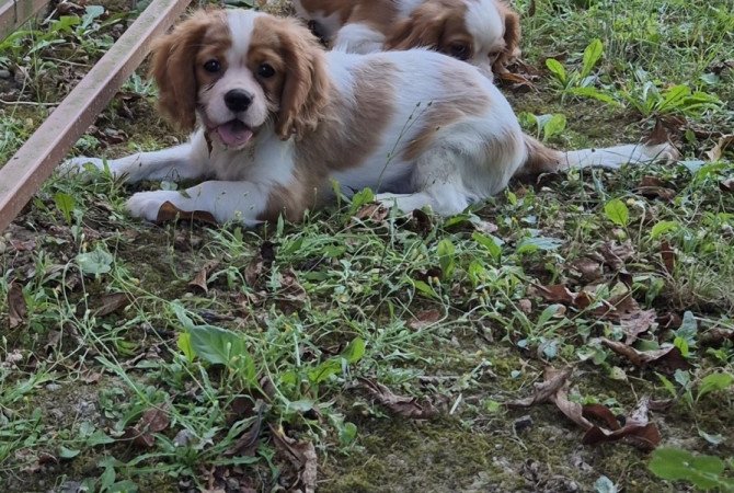Cavalier King Charles spániel