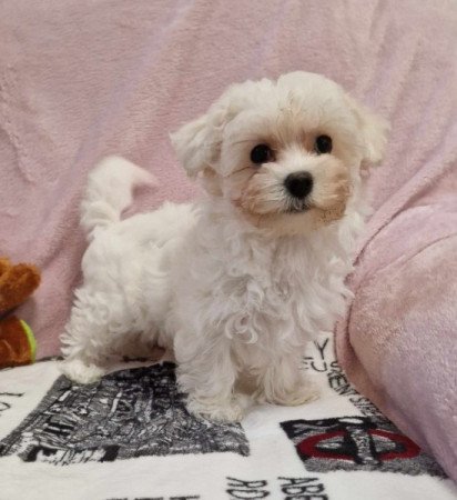 Bichon havanese