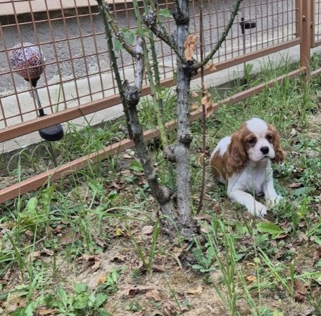 Cavalier King Charles spániel
