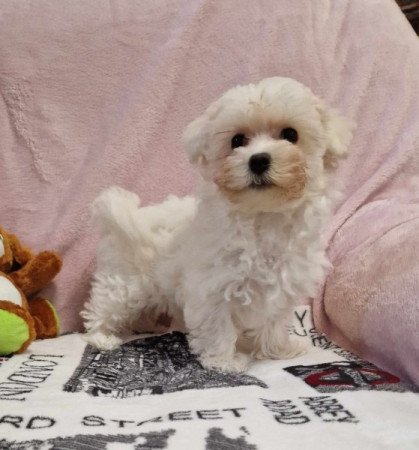 Bichon havanese