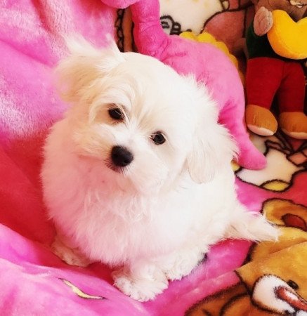 Bichon Havanese