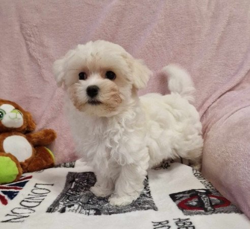 Bichon havanese