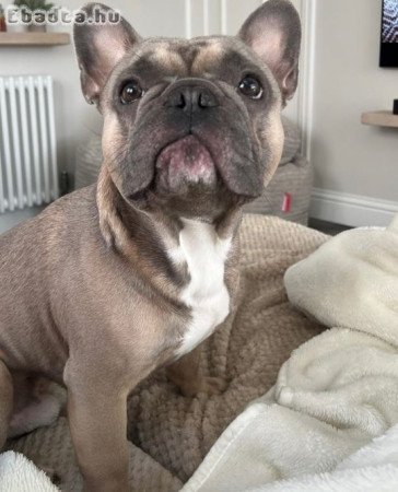 Francia bulldog