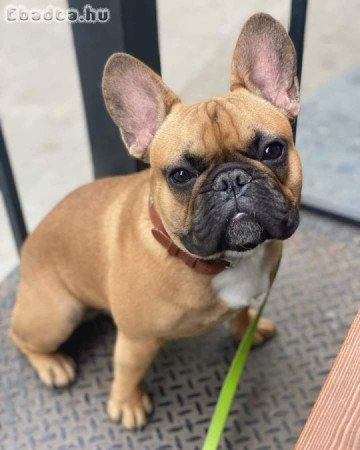Francia bulldog